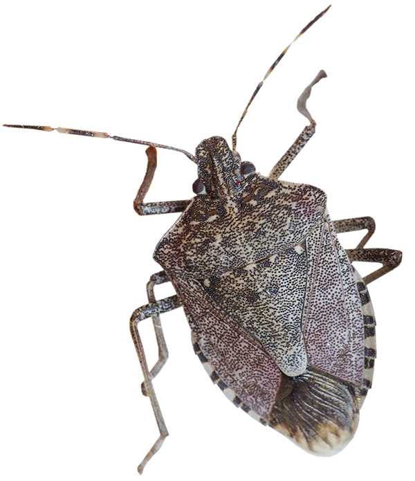 Stink Bug
