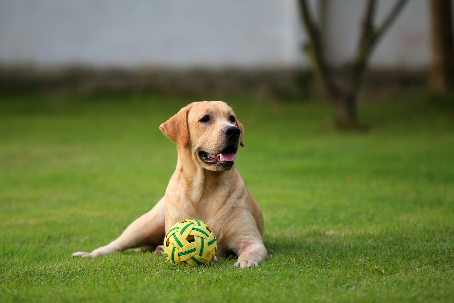 Labrador retriever lying with ball on grass