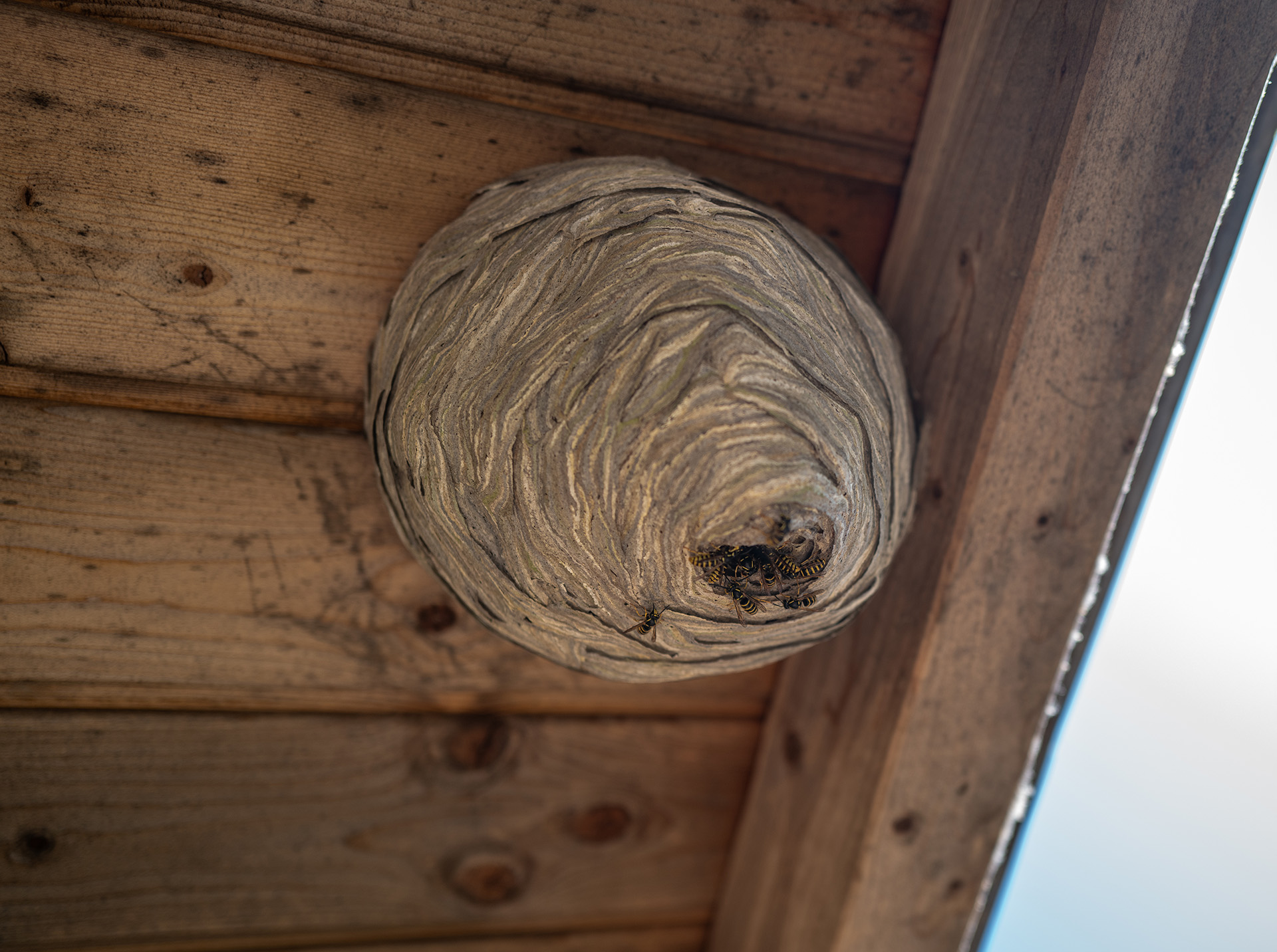 Wasp Nest