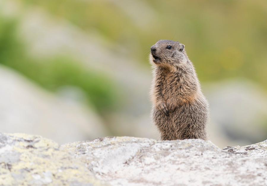 Groundhog looking around - Maco Pest Control Groundhog looking around