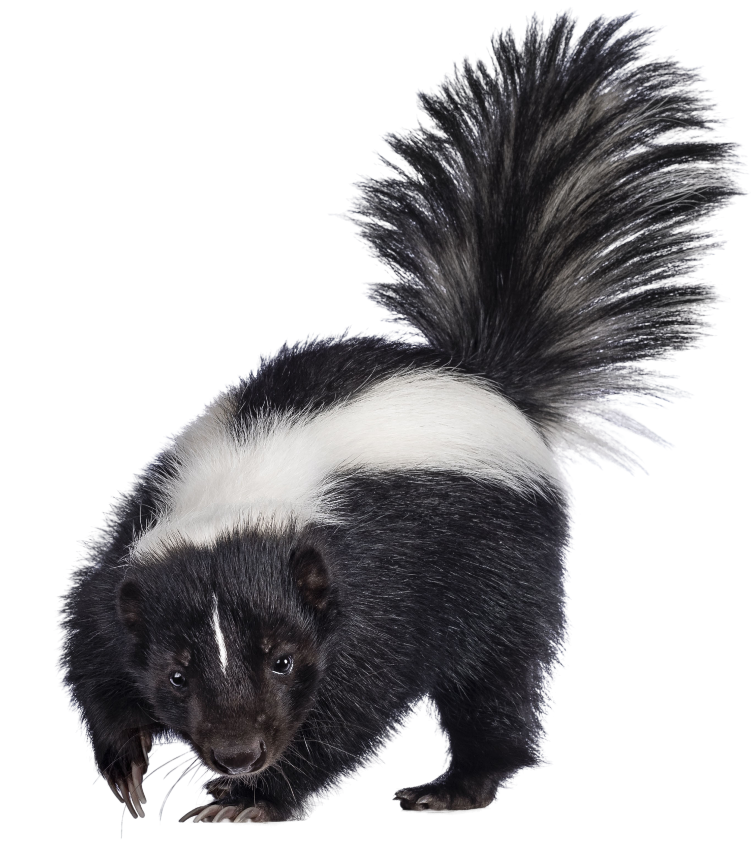 Striped Skunk - Maco Pest Control